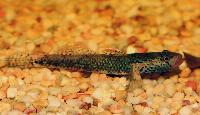 Rhinogobius sp.