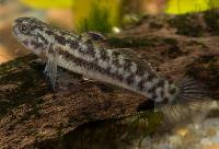 Mugilogobius separata