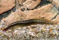 Macrognathus dorsiocellatus
