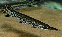 Atractosteus spatula