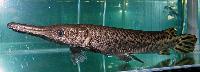 Atractosteus spatula