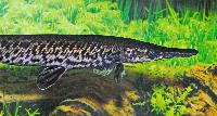 Atractosteus spatula