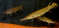 Atractosteus spatula