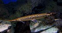Atractosteus spatula