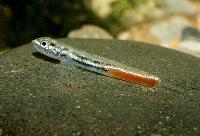 Sicyopus discordipinnis