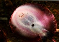 Potamotrygon motoro