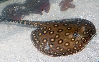 Potamotrygon motoro
