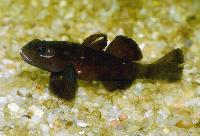 Mugilogobius sarasinorum