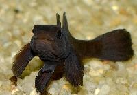 Mugilogobius sarasinorum