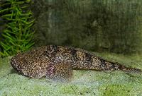 Thalassophryne amazonica