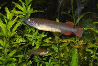 Nomorhamphus ebrardtii
