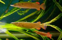 Nomorhamphus ebrardtii