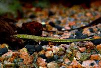 Hippichthys spicifer