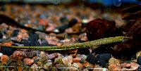 Hippichthys spicifer