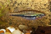 Hypseleotris leuciscus