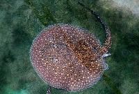 Potamotrygon falkneri