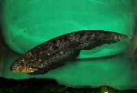Adontosternachus balaenops