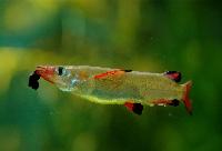 Nomorhamphus liemi snijdersi 