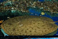 Paratrygon aiereba