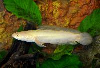 Channa striata, albino-form