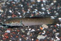 Channa orientalis