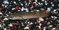 Channa orientalis