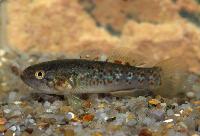 Mogurnda adspersa