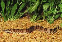 Caecomastacembelus ellipsifer