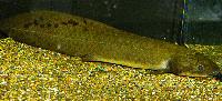 Neoceratodus forsteri