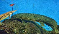 Neoceratodus forsteri