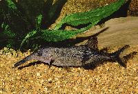 Campylomormyrus elephas