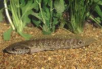 Channa asiatica