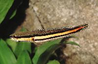 Channa micropeltes