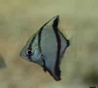 Monodactylus sebae