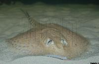 Potamotrygon sp.