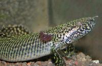 Polypterus ornatipinnis