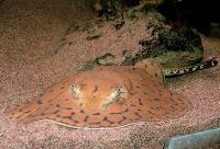 Potamotrygon sp. "mantilla"