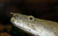 Polypterus endlicheri