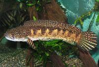 Channa aurantimaculata
