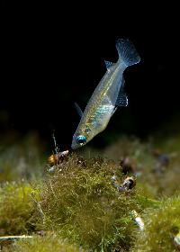 Oryzias javanicus