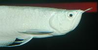 Osteoglossum bicirrhosum