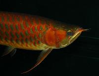 Scleropages formosus
