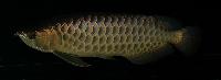 Scleropages formosus