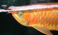 Scleropages formosus