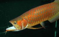 Scleropages formosus