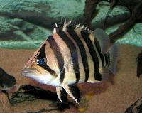 Coius quadrifasciatus
