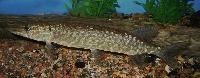 Esox lucius