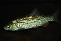 Squalius cephalus
