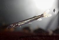 Ctenolucius hujeta