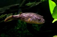 Tetraodon lineatus